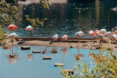 Pembe flamingolar ve ördekler hayvanat bahçesinde bir su deposunda yaşarlar. Moskova, Rusya, Temmuz 2020.