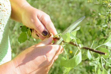 Okuling ve aşılama 2018 bahçesinde meyve ağacının