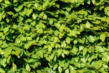 Bahar yeşil Gürgen kirpi 2018 kadar kapatın