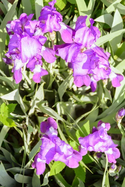 Gruppe Lila Schwertlilien Frühling Sonniger Tag 2018 — Stockfoto