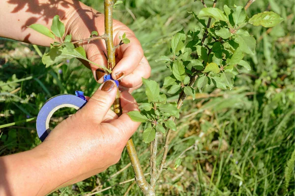 Jardineiro Envolve Lugar Enxertado Por Fita Enxertia 2018 — Fotografia de Stock