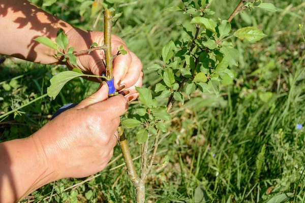 Jardineiro Envolve Lugar Enxertado Por Fita Enxertia 2018 — Fotografia de Stock