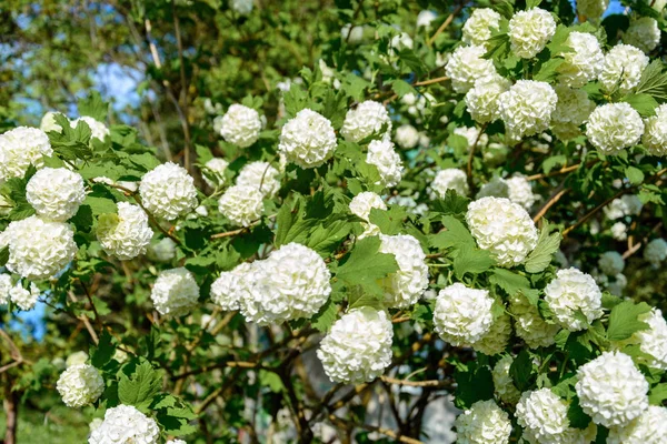 Floreciente Guelder Rose Jardín Primavera 2018 — Foto de Stock