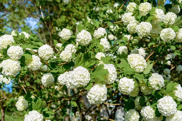 Den Blommande Guelder Rosen Vårträdgård 2018 — Stockfoto