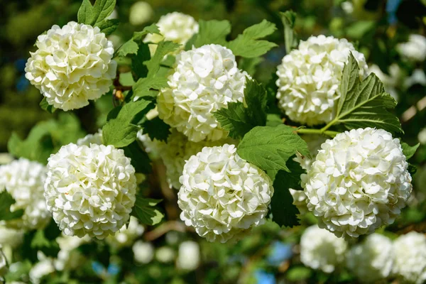 Blossoming Guelder Rose Spring Garden 2018 — Stock Photo, Image