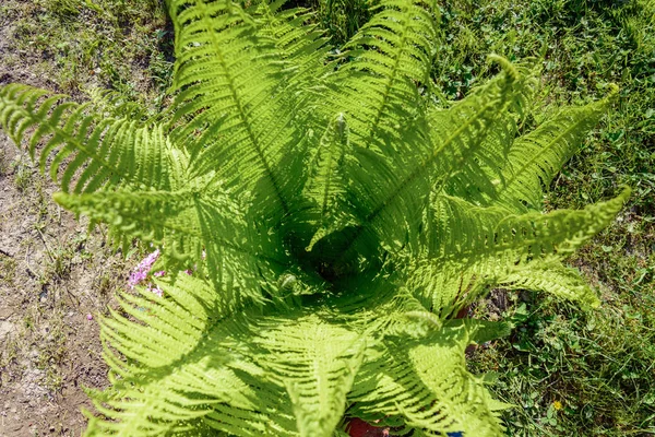 Beautyful Ferns Yeşil Yeşillik Doğal Çiçek Fern Arka Plan Güneş — Stok fotoğraf
