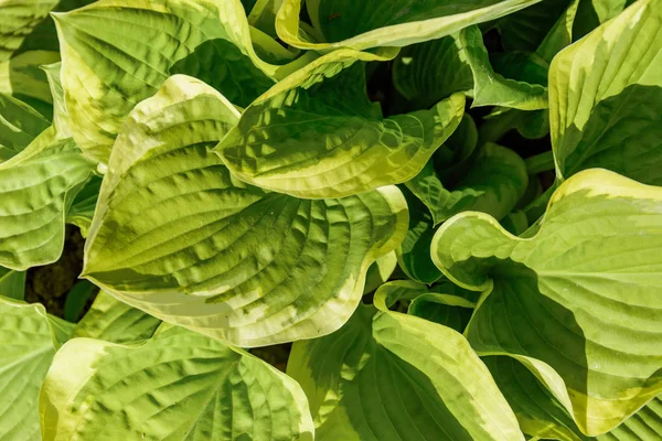 Hosta Yaygın Olarak Yetiştirilen Zemin Örtüsü Bitkiler Gerek Çok Güneş — Stok fotoğraf