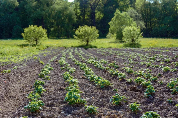 Kartoffelsträucher Auf Dem Garten Dorf 2018 — Stockfoto