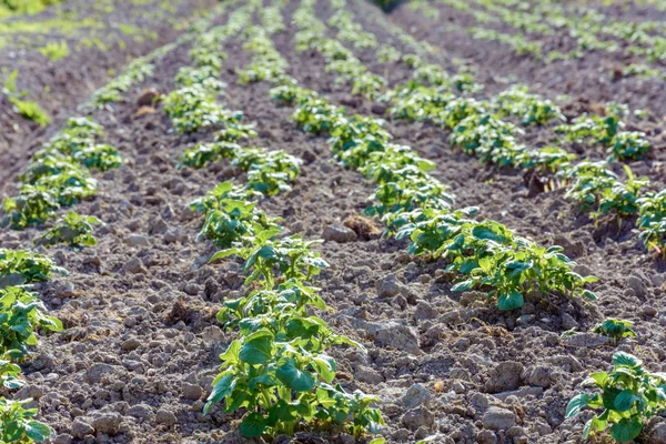 Kartoffelsträucher Auf Dem Garten Dorf 2018 — Stockfoto