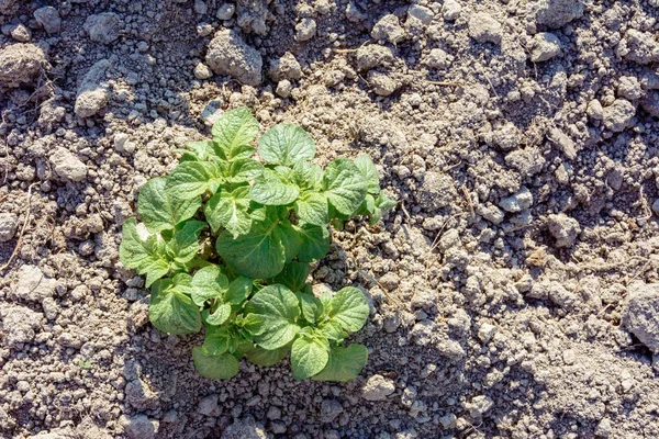 Junge Kartoffelpflanzen Die Reihen Auf Dem Boden Wachsen 2018 — Stockfoto