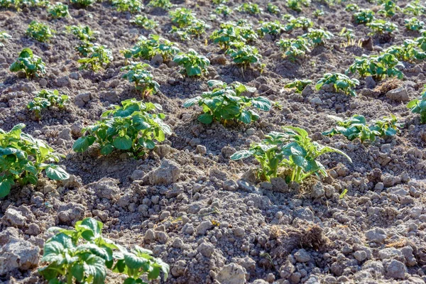 Junge Kartoffelpflanzen Die Reihen Auf Dem Boden Wachsen 2018 — Stockfoto