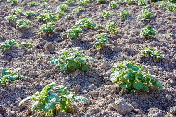 Junge Kartoffelpflanzen Die Reihen Auf Dem Boden Wachsen 2018 — Stockfoto