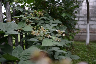 blackberry siyah ve onun meyve 2018 henüz ulaşmadı