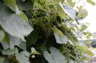 Yeşil üzüm dalları ve yeşil koruk 2018 üzerinde asılı