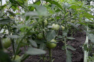 Yeşil domates 2018 ile modern bir sera tarım domates tarlası