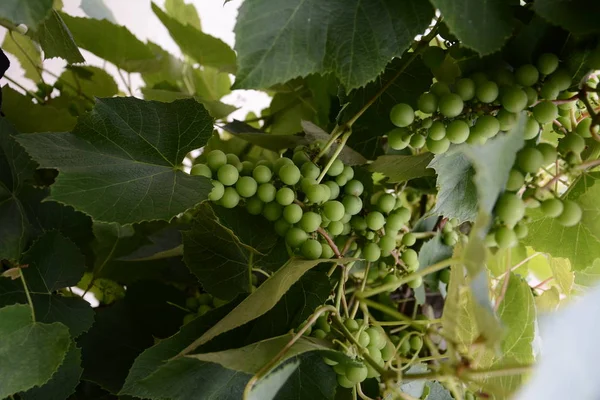 Green Grapes Hanging Branches Unripe Green Grapes 2018 — Stock Photo, Image