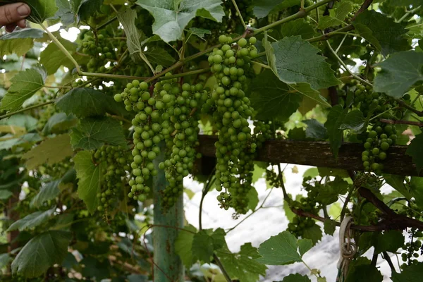 Green Grapes Hanging Branches Unripe Green Grapes 2018 — Stock Photo, Image