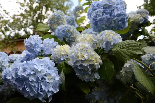 Blue hydrangea garden with green leaves in the garden