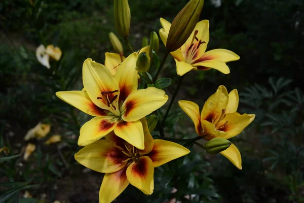 El lirio es de color amarillo brillante en el jardín —  Fotos de Stock