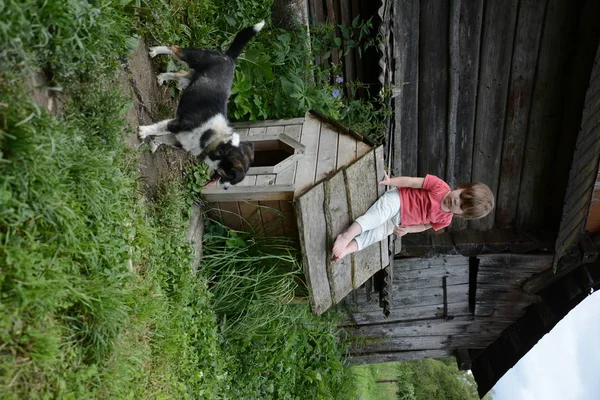 Menina Senta Cabine Cão Pequeno 2018 — Fotografia de Stock