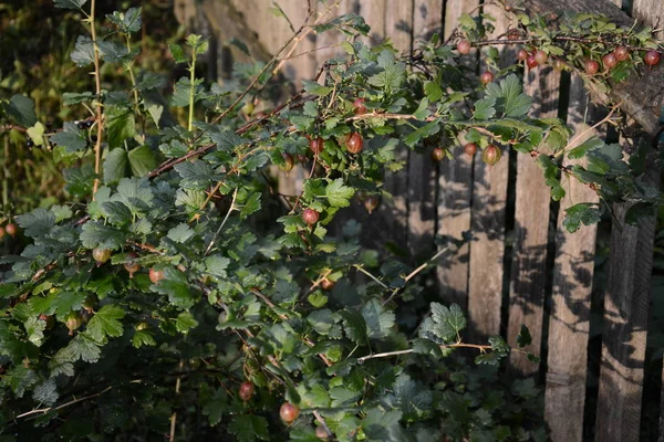 Juicy fruit gooseberries in the summer sunny garden — стоковое фото