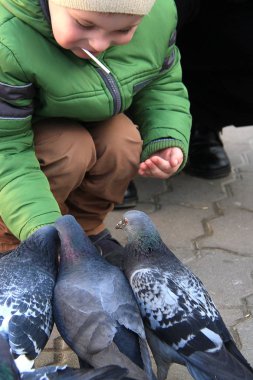 Güvercinler 2018 çocuklar ana kare ile besleme