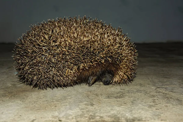 A wonderful hedgehog explores the house and shoots out of it 2019
