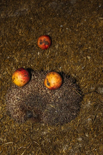 Igel Mit Äpfeln Auf Der Nadel Wandert Durch Grünes Gras — Stockfoto