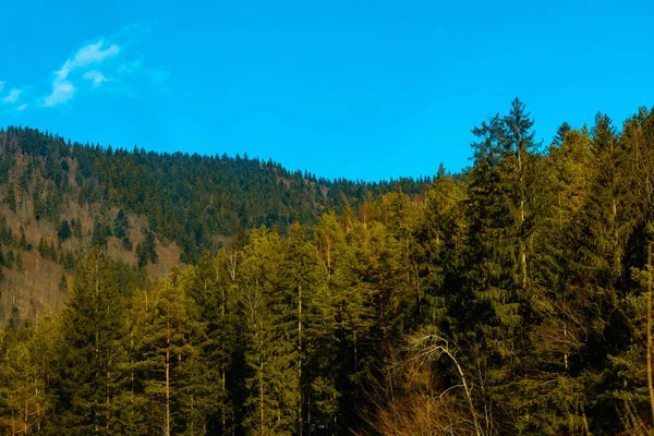Storslagen fjällmiljö med grön skog och blå himmel i västra Ukraina — Stockfoto