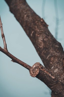 Hangi tomurcuklar zaten çiçek açmaya başlar erken baharda aşılı ağaç dalı