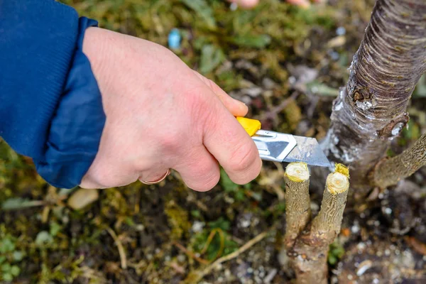 Una jardinera corta un clip de madera para vacunarse con un cuchillo afilado — Foto de Stock