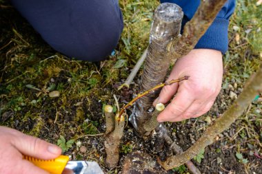 Bir kadın bir meyve ağacı bahçede yapar ve genç bir dal ekler