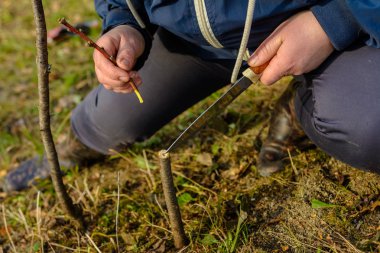 Bir kadın bir genç ağaç meyve dalı aşılama için bir bıçakla keser