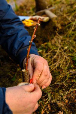 Kadın, bahçedeki rutubeti yakın planda tutmak için gref ağacını yalıtkan bir bantla sarar.