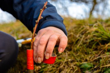 Kadın, bahçedeki rutubeti yakın planda tutmak için gref ağacını yalıtkan bir bantla sarar.