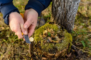 Bir kadın bahçıvan ağaç aşı için bir klip keskin bir bıçakla keser.