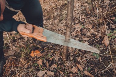 Kadın bir bahçıvan Bahçe Bahçe genç, verimli olmayan ağacında verimli meyve ağacının aşılama için elinde keser