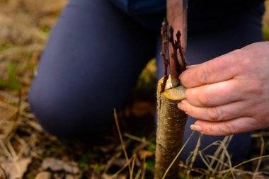 Bir kadın bir genç ağaç meyve dalı aşılama için bir bıçakla keser