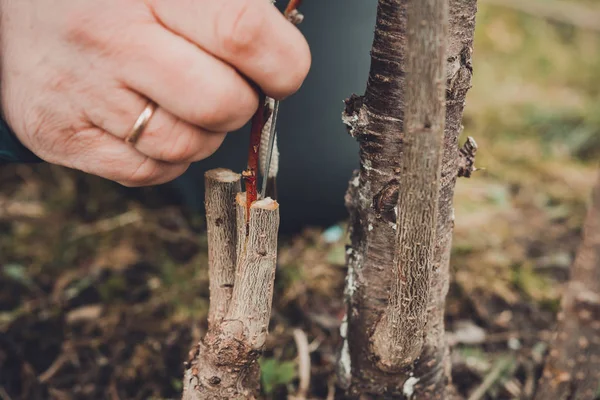 A woman makes a fruit tree in the garden and attaches a young twig — Stock Photo, Image