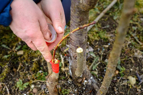 Mulher envolve uma árvore de enxerto com uma fita isolante no jardim para deter a umidade em close-up — Fotografia de Stock