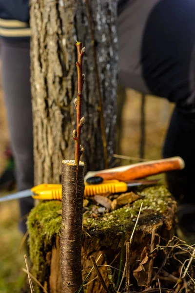 Live cuttings at grafting apple tree in cleft with growing buds, young leaves and flowers. Closeup. — Stock Photo, Image