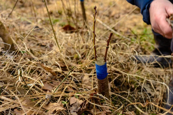 A gardener's woman clogs a cut-off part of the grafted tree to prevent rotting at this place in close-up. — Stock Photo, Image