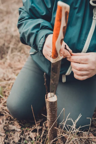 Uma mulher corta uma árvore jovem com uma faca para a inoculação do ramo da fruta — Fotografia de Stock