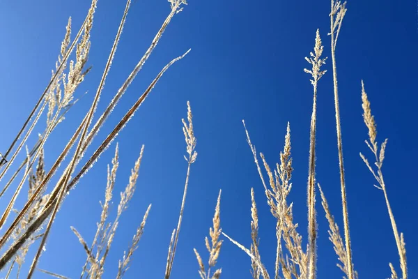 田野里的高草在蓝天的映衬下, 秋日早晨被冰霜覆盖着 — 图库照片