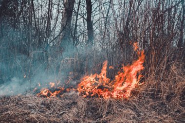 Alan Kuru Çim yanık, çevre tehlikeli, çevre ve hava kirliliği, Flora imha