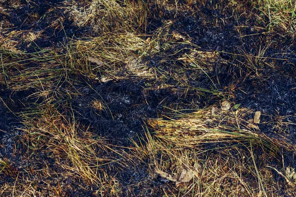 Les taches noires et la fumée de l'herbe sèche brûlée sont dangereuses pour l'environnement — Photo