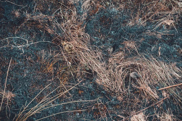 Las manchas negras y el humo de la hierba seca quemada son ambientalmente peligrosos — Foto de Stock