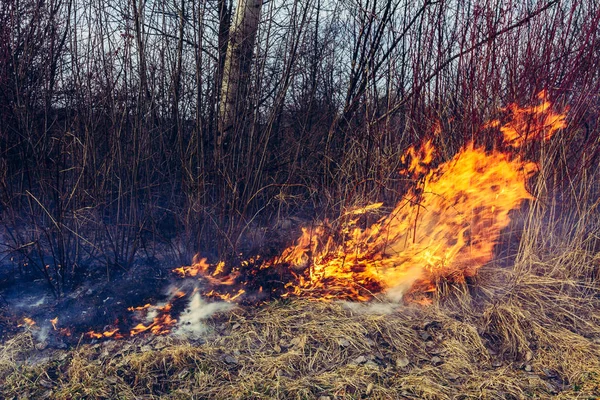 Поле спалює суху траву, є екологічно небезпечним, забруднення навколишнього середовища та повітря, знищення флори — стокове фото