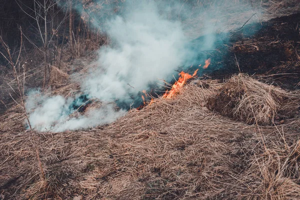 Houská tráva a kouř, který se šíří po zemi, je pro lidské zdraví velmi nebezpečný — Stock fotografie