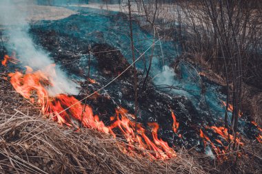 Düşmüş Kuru Çim, küçük hayvanların ve böceklerin hayatları için tehlikelidir, hem de insan sağlığına zarar verir